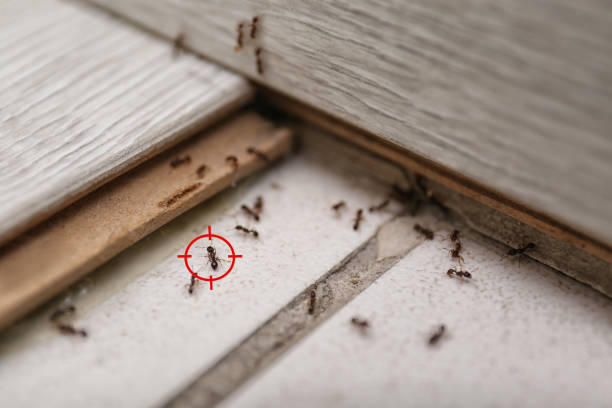 Best Exterminator Services  in Whitmore Lake, MI