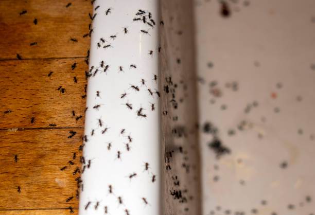 Best Pest Inspection Near Me  in Whitmore Lake, MI
